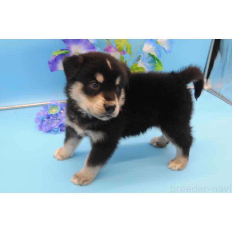 販売中の岡山県のミックス犬-399897の3枚目